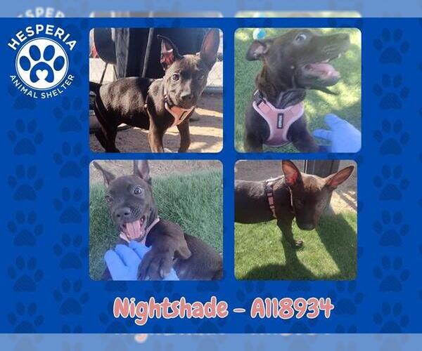 Medium Photo #2 American Pit Bull Terrier-Unknown Mix Puppy For Sale in HESPERIA, CA, USA