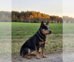 Mother of the Australian Cattle Dog puppies born on 05/08/2025