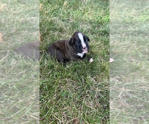 Boxer Puppy for sale in NEW LONDON, IA, USA