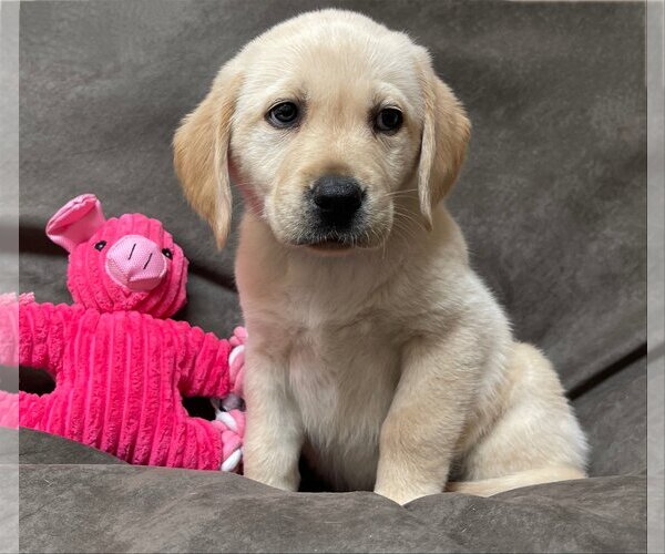 Medium Photo #2 Labrador Retriever Puppy For Sale in Denton, TX, USA