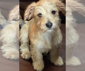 Shorkie Tzu Dog for Adoption in MAHWAH, New Jersey USA