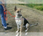 Small #1 German Shepherd Dog