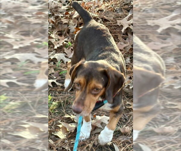 Medium Photo #2 Beagle Puppy For Sale in Dunnellon, FL, USA