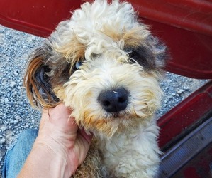 Father of the Bernedoodle (Miniature) puppies born on 07/02/2025