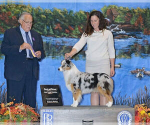 Mother of the Miniature American Shepherd puppies born on 11/03/2024