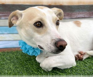 Addie - Female Mutt Dog for Adoption - Photo #2