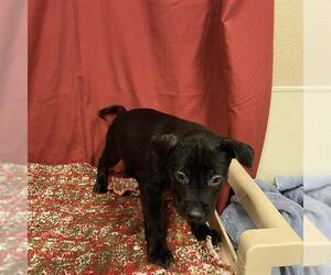 Staffordshire Bull Terrier Dogs for adoption in Modesto, CA, USA