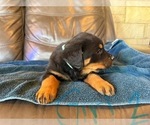Small Photo #12 Rottweiler Puppy For Sale in LAFAYETTE, IN, USA