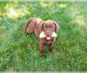Labrador Retriever Puppy for sale in SYRACUSE, IN, USA