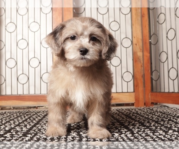 Medium Photo #7 ShihPoo Puppy For Sale in NAPLES, FL, USA