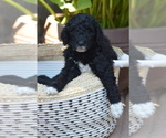 Small Photo #1 Poodle (Standard) Puppy For Sale in CITRUS HEIGHTS, CA, USA