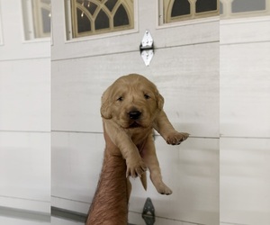 Golden Retriever Puppy for sale in RIVERSIDE, CA, USA