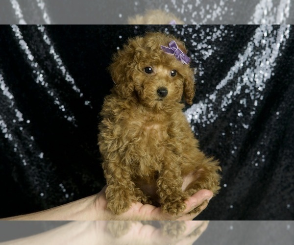 Medium Photo #61 Poodle (Miniature) Puppy For Sale in WARSAW, IN, USA