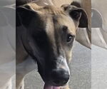 Small #2 Great Dane