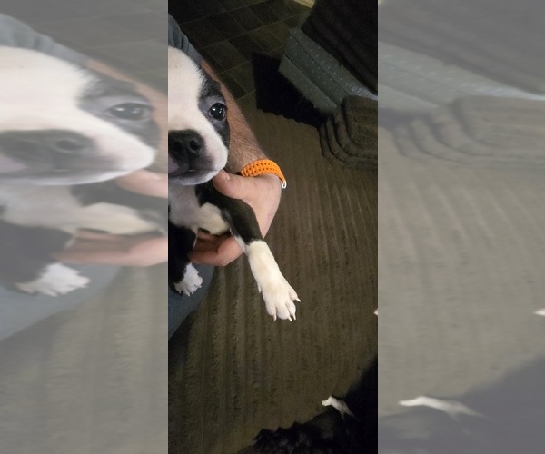 Medium Photo #7 Boston Terrier Puppy For Sale in MITCHELL, IN, USA