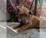 Small Photo #13 Irish Terrier Puppy For Sale in WATERLOO, NY, USA