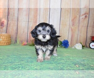 Poovanese Puppy for sale in LAKE BENTON, MN, USA