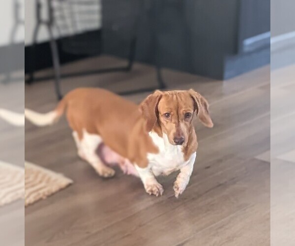 Medium Photo #1 Dachshund Puppy For Sale in GOSHEN, IN, USA