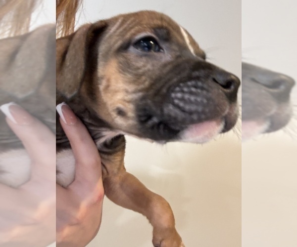 Medium Photo #15 American Pit Bull Terrier-Black Mouth Cur Mix Puppy For Sale in QUAKER HILL, CT, USA