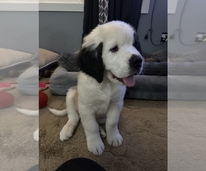 Saint Bernard Puppy for sale in ALEX, MN, USA
