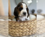 Small #10 Basset Hound