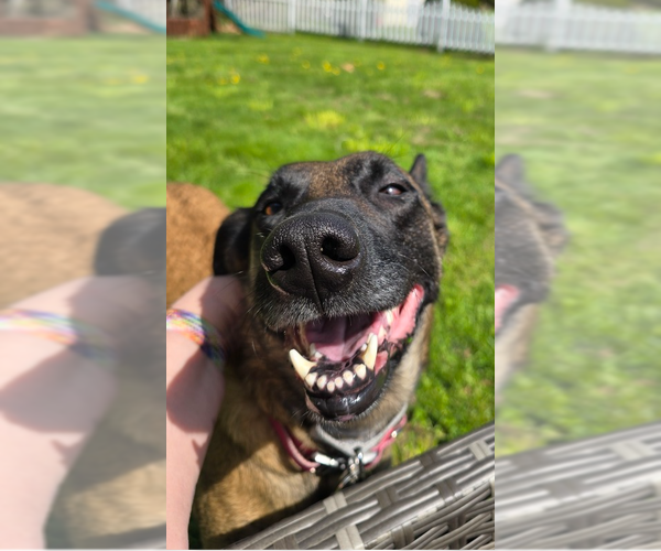 Medium Photo #3 Mutt Puppy For Sale in Imlay City, MI, USA