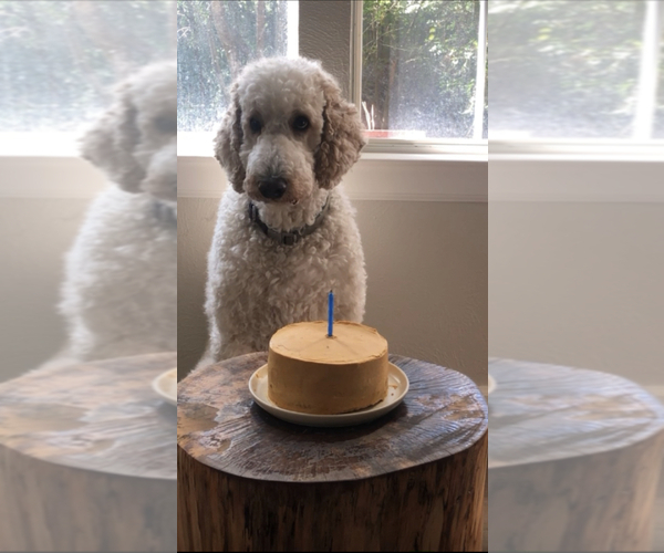 Medium Photo #1 Goldendoodle Puppy For Sale in THE WOODLANDS, TX, USA