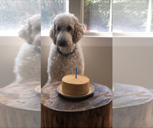 Father of the Goldendoodle puppies born on 07/29/2025