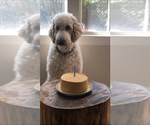 Small Photo #1 Goldendoodle Puppy For Sale in THE WOODLANDS, TX, USA