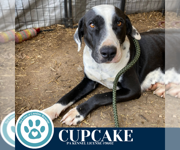 Medium Photo #2 Labrador Retriever-Unknown Mix Puppy For Sale in Kimberton, PA, USA