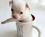 Image preview for Ad Listing. Nickname: Gizmo