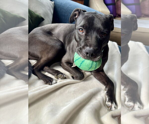 Medium Photo #5 Mutt Puppy For Sale in Dublin, OH, USA