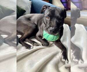 Rubi - Female Mutt Dog for Adoption - Photo #5