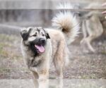 Small #2 Anatolian Shepherd