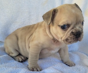 French Bulldog Puppy for sale in LAS VEGAS, NV, USA