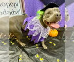 Small #3 American Pit Bull Terrier