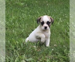 English Bulldog-Puggle Mix Puppy for sale in FREDERICKSBURG, OH, USA