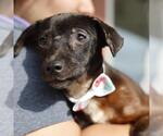 Small Chihuahua Mix