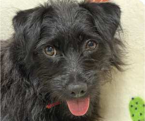 Mutt Dogs for adoption in San Ramon, CA, USA