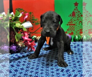 Great Dane Puppy for sale in BANGOR, WI, USA