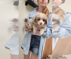 Pembroke Welsh Corgi Puppy for sale in MILTON, WI, USA