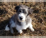 Small Photo #13 Bordoodle Puppy For Sale in OLATHE, CO, USA