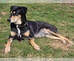 Small #2 Doberman Pinscher-Siberian Husky Mix