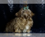 Small #10 Shih Tzu