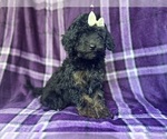 Small #8 Cavapoo