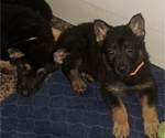 Small #5 German Shepherd Dog