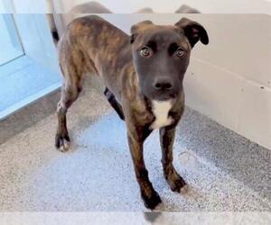 Mutt Dogs for adoption in Houston, TX, USA