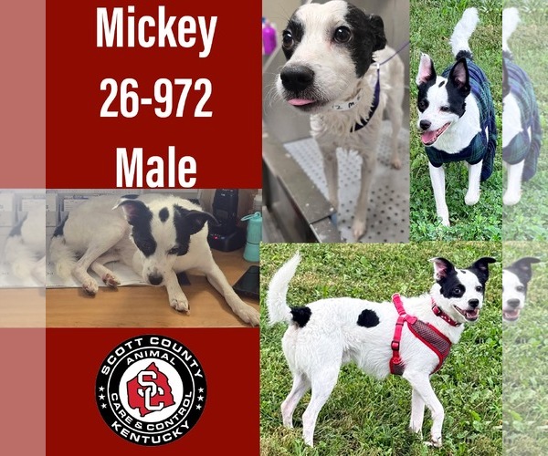 Medium Photo #1 Mutt Puppy For Sale in Georgetown, KY, USA
