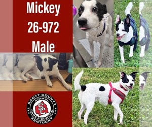 Mutt Dogs for adoption in Georgetown, KY, USA