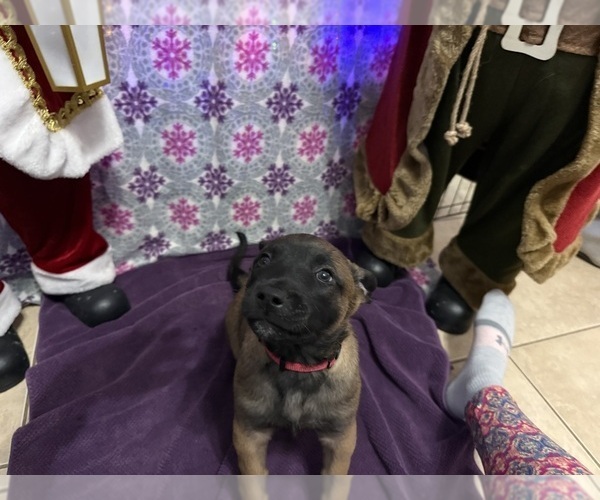 Medium Photo #27 Belgian Malinois Puppy For Sale in JACKSONVILLE, FL, USA